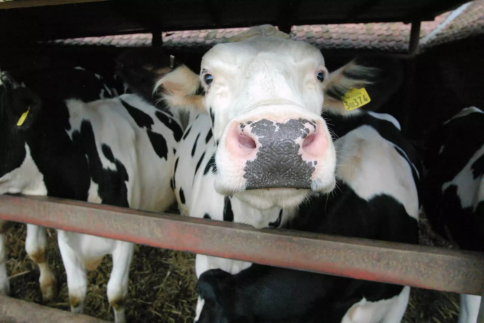 A curious cow, from Life on the Neonatal Ward, Dairy Farm and Thrandeston Chapel, Suffolk - 26th August 2005