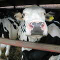 Life on the Neonatal Ward, Dairy Farm and Thrandeston Chapel, Suffolk - 26th August 2005, A curious cow