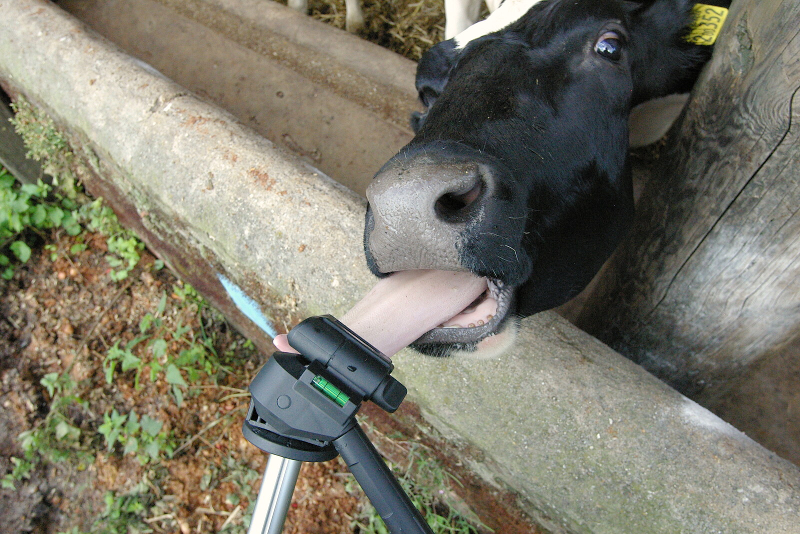 A cow actually licks the tripod from Life on the Neonatal Ward, Dairy Farm and Thrandeston Chapel, Suffolk - 26th August 2005