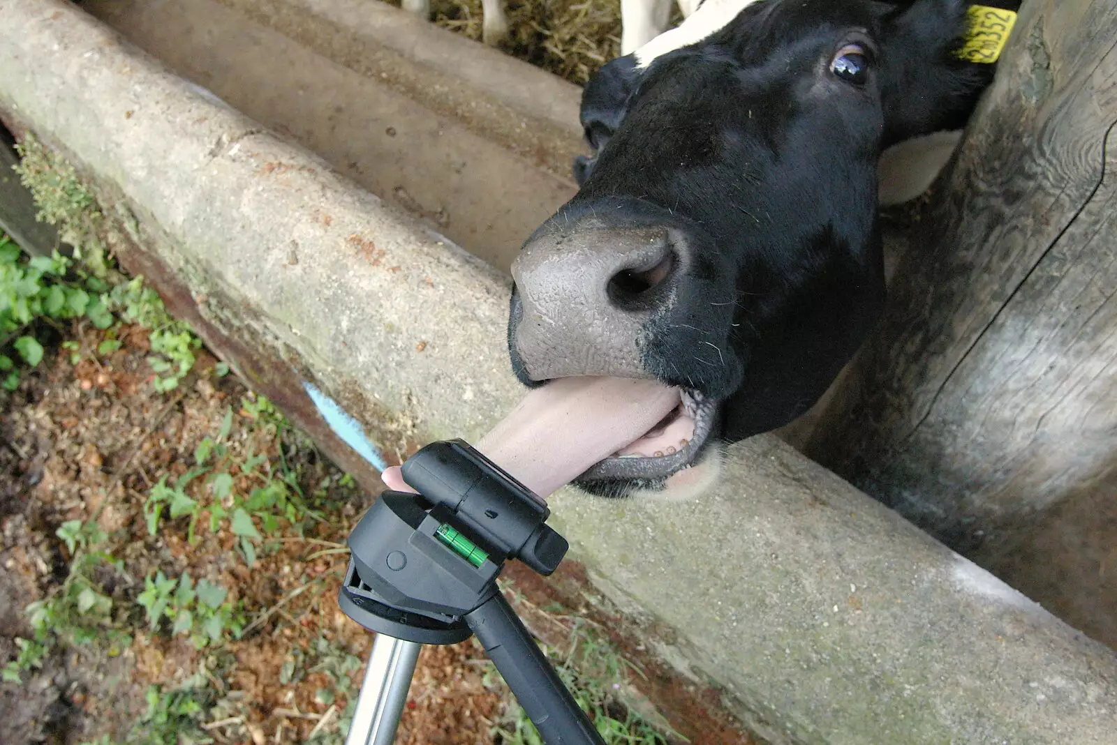 A cow actually licks the tripod, from Life on the Neonatal Ward, Dairy Farm and Thrandeston Chapel, Suffolk - 26th August 2005