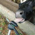 A cow actually licks the tripod, Life on the Neonatal Ward, Dairy Farm and Thrandeston Chapel, Suffolk - 26th August 2005