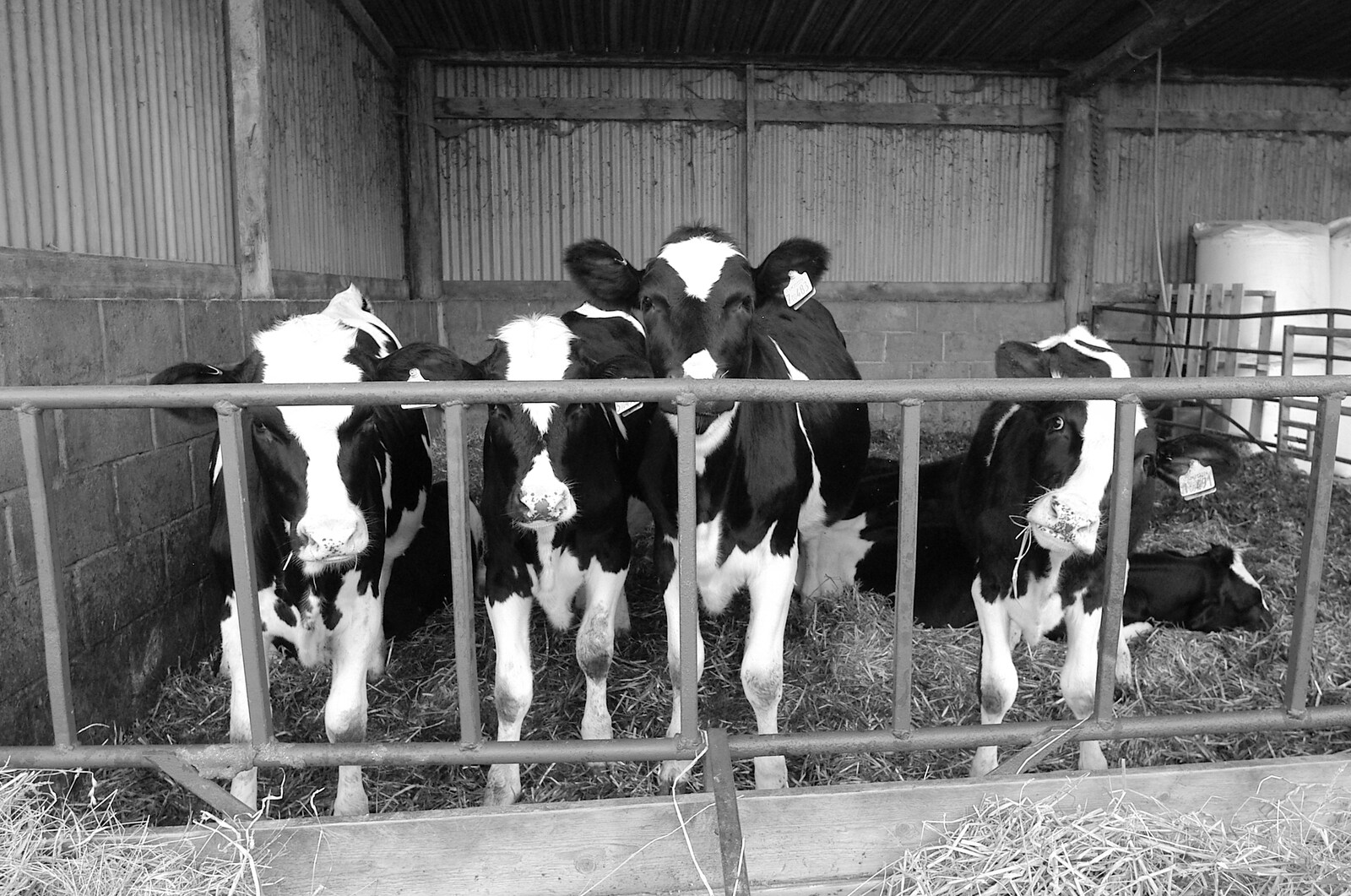 Fresians in black and white from Life on the Neonatal Ward, Dairy Farm and Thrandeston Chapel, Suffolk - 26th August 2005