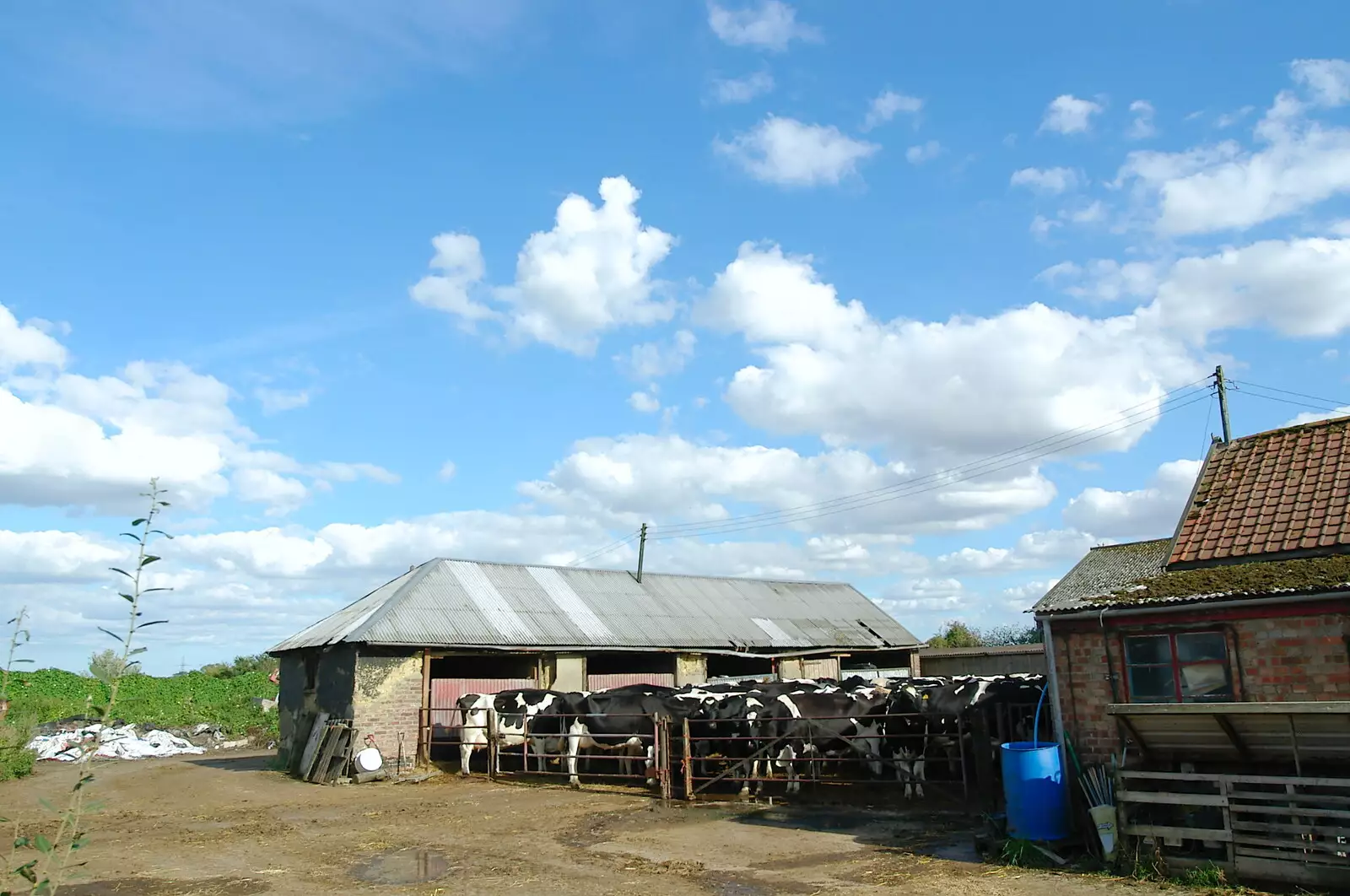 The cows hang around in the yard, from Life on the Neonatal Ward, Dairy Farm and Thrandeston Chapel, Suffolk - 26th August 2005