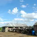 The cows hang around in the yard, Life on the Neonatal Ward, Dairy Farm and Thrandeston Chapel, Suffolk - 26th August 2005