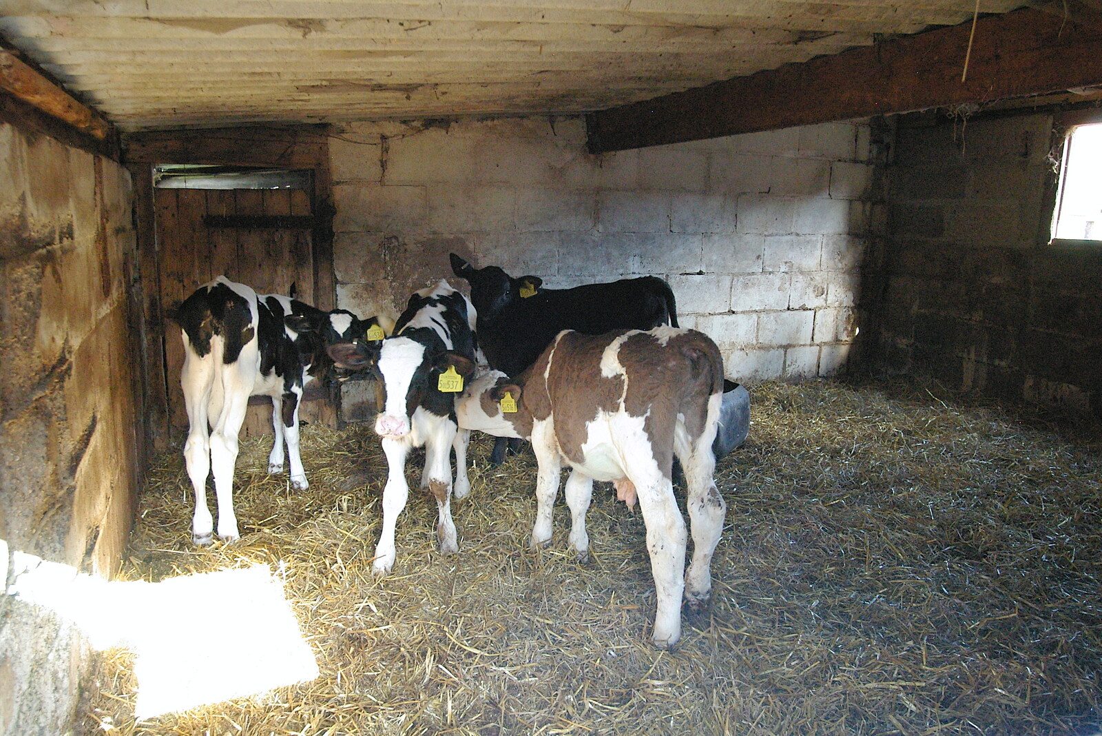 Some young calves in a shed from Life on the Neonatal Ward, Dairy Farm and Thrandeston Chapel, Suffolk - 26th August 2005