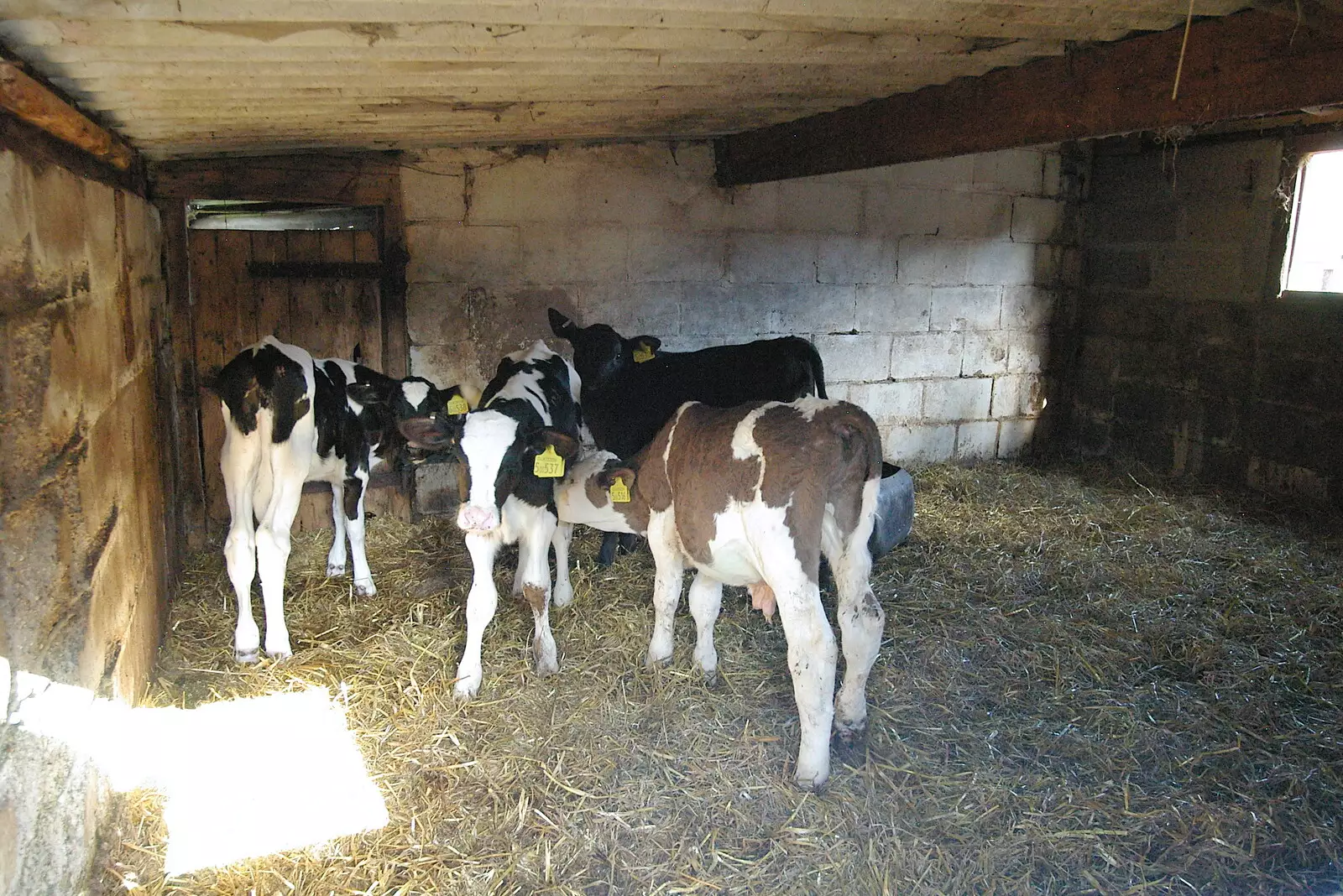 Some young calves in a shed, from Life on the Neonatal Ward, Dairy Farm and Thrandeston Chapel, Suffolk - 26th August 2005