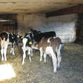 Some young calves in a shed, Life on the Neonatal Ward, Dairy Farm and Thrandeston Chapel, Suffolk - 26th August 2005
