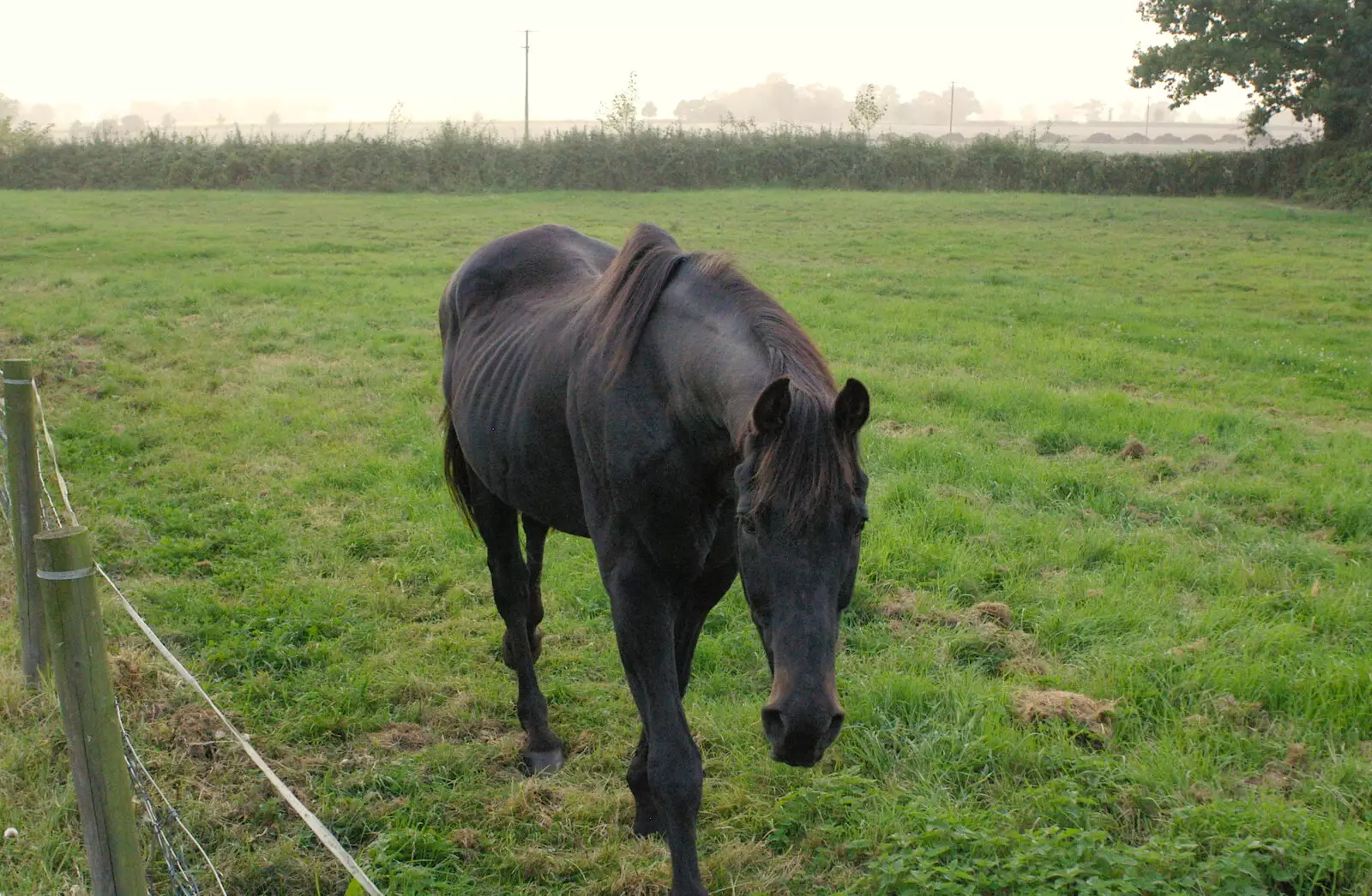 There's a horse in the next-door field, from The BBs Play Bressingham, Norfolk - 3rd September 2005