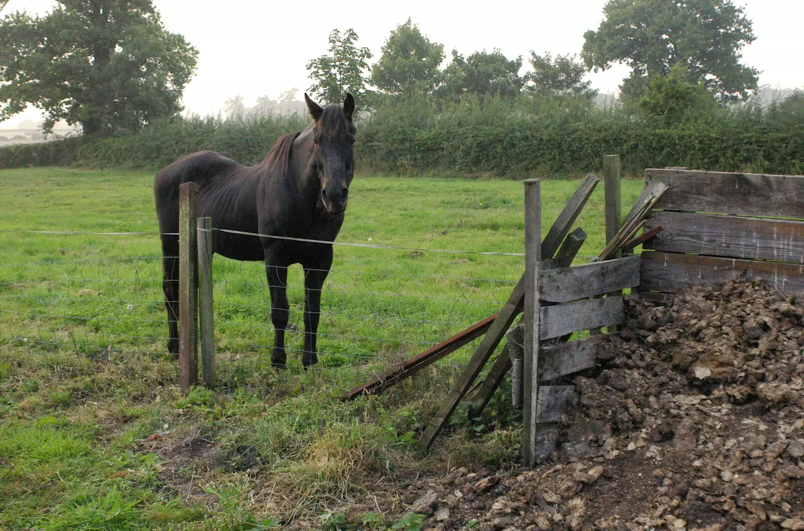 The horse in its field, from The BBs Play Bressingham, Norfolk - 3rd September 2005