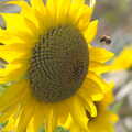 2005 A bee does its thing