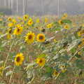 A field of sunflowers, Brome Village VE/VJ Celebrations, The Village Hall, Brome, Suffolk  - 4th September 2005