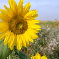 2005 Sunflowers near Denham