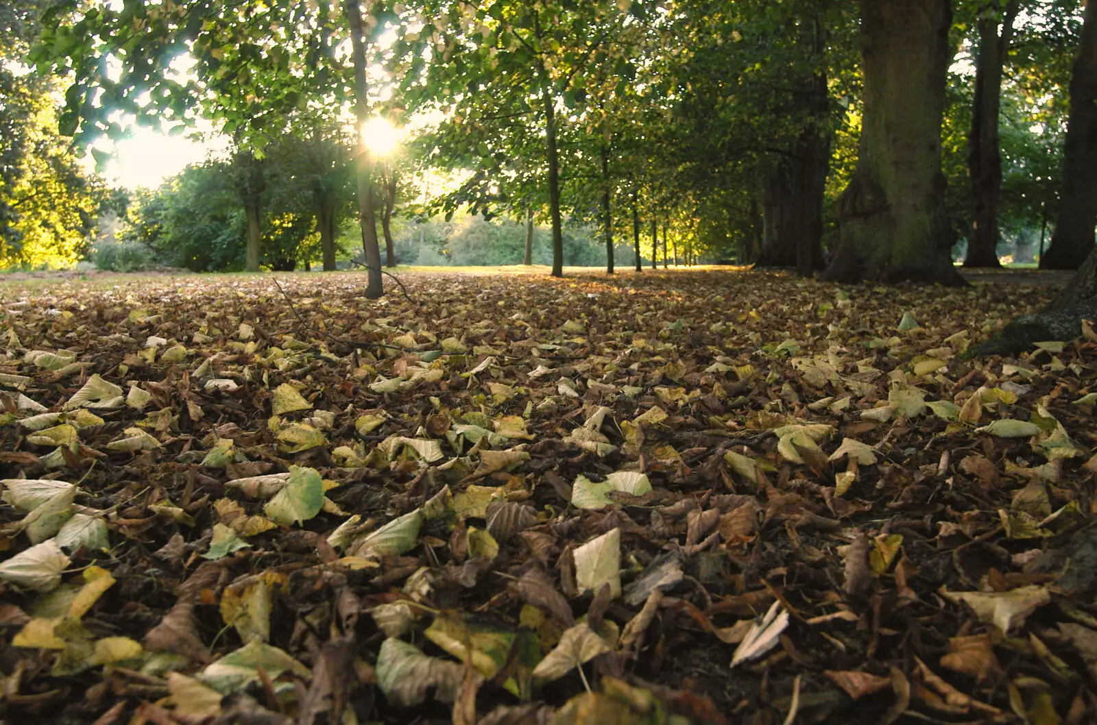 A carpet of dead leaves, from Cambridge Floods, Curry Night and an Ipswich Monsoon - 10th September 2005