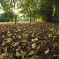 2005 A carpet of dead leaves