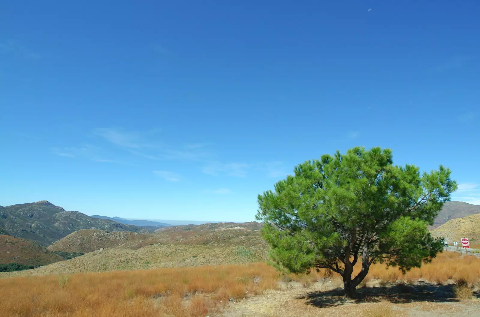 A solitary actually-green tree, from California Desert: El Centro, Imperial Valley, California, US - 24th September 2005