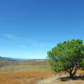 A solitary actually-green tree, California Desert: El Centro, Imperial Valley, California, US - 24th September 2005
