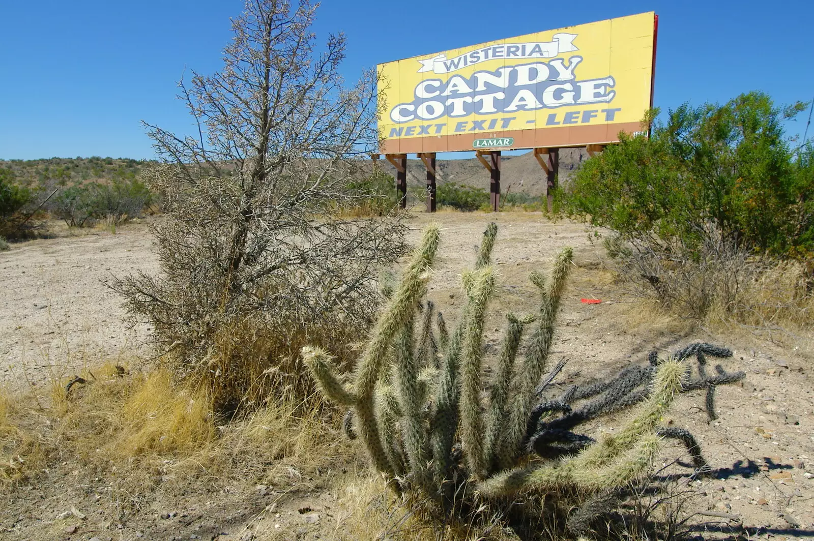 Spiky cactus and the Wisteria sign, from California Desert: El Centro, Imperial Valley, California, US - 24th September 2005