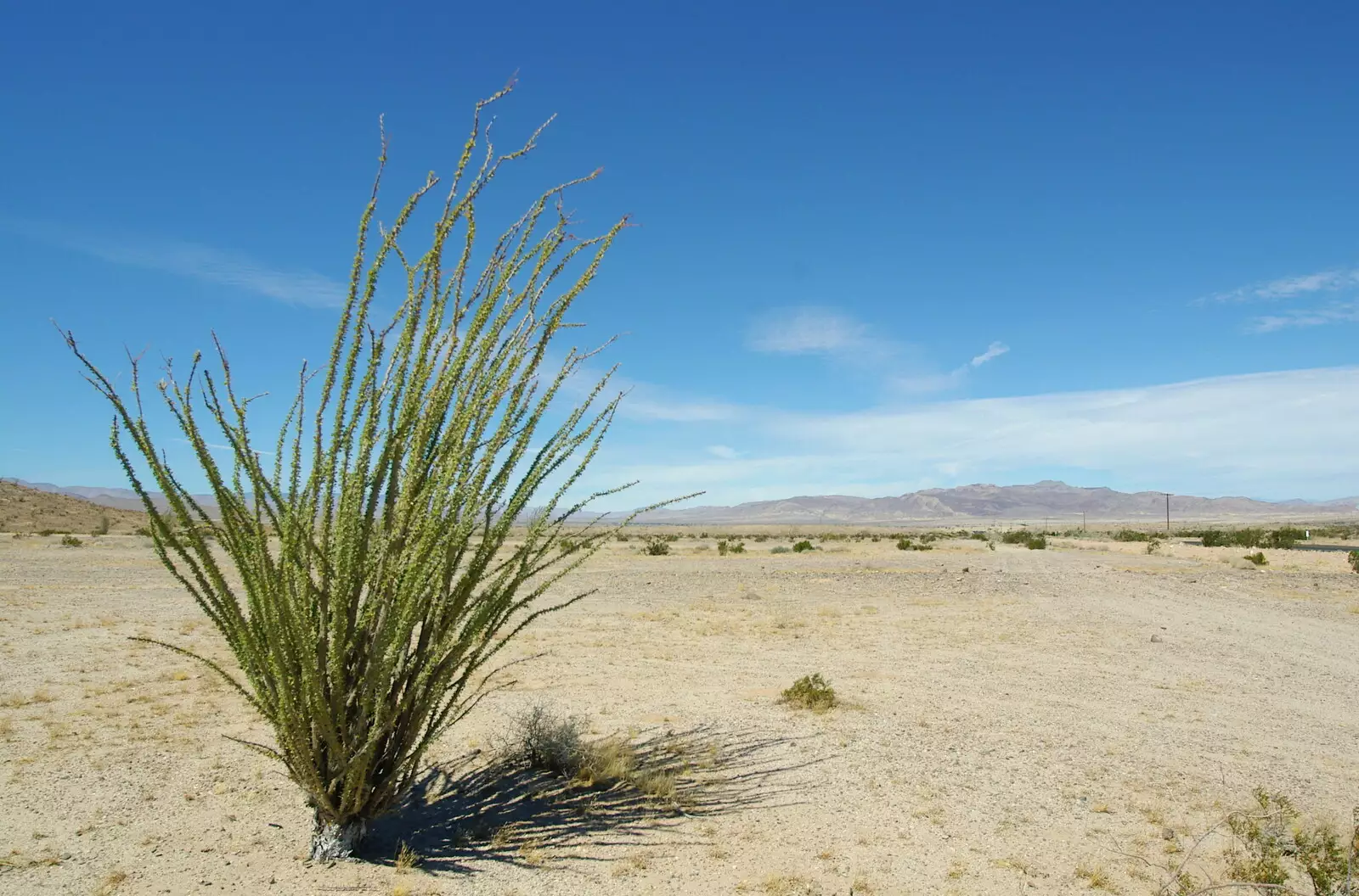 Desert Ocotillo plant, Route 98, from California Desert: El Centro, Imperial Valley, California, US - 24th September 2005