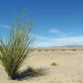 Desert Ocotillo plant, Route 98, California Desert: El Centro, Imperial Valley, California, US - 24th September 2005