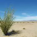 Desert Ocotillo plant, Route 98, California Desert: El Centro, Imperial Valley, California, US - 24th September 2005