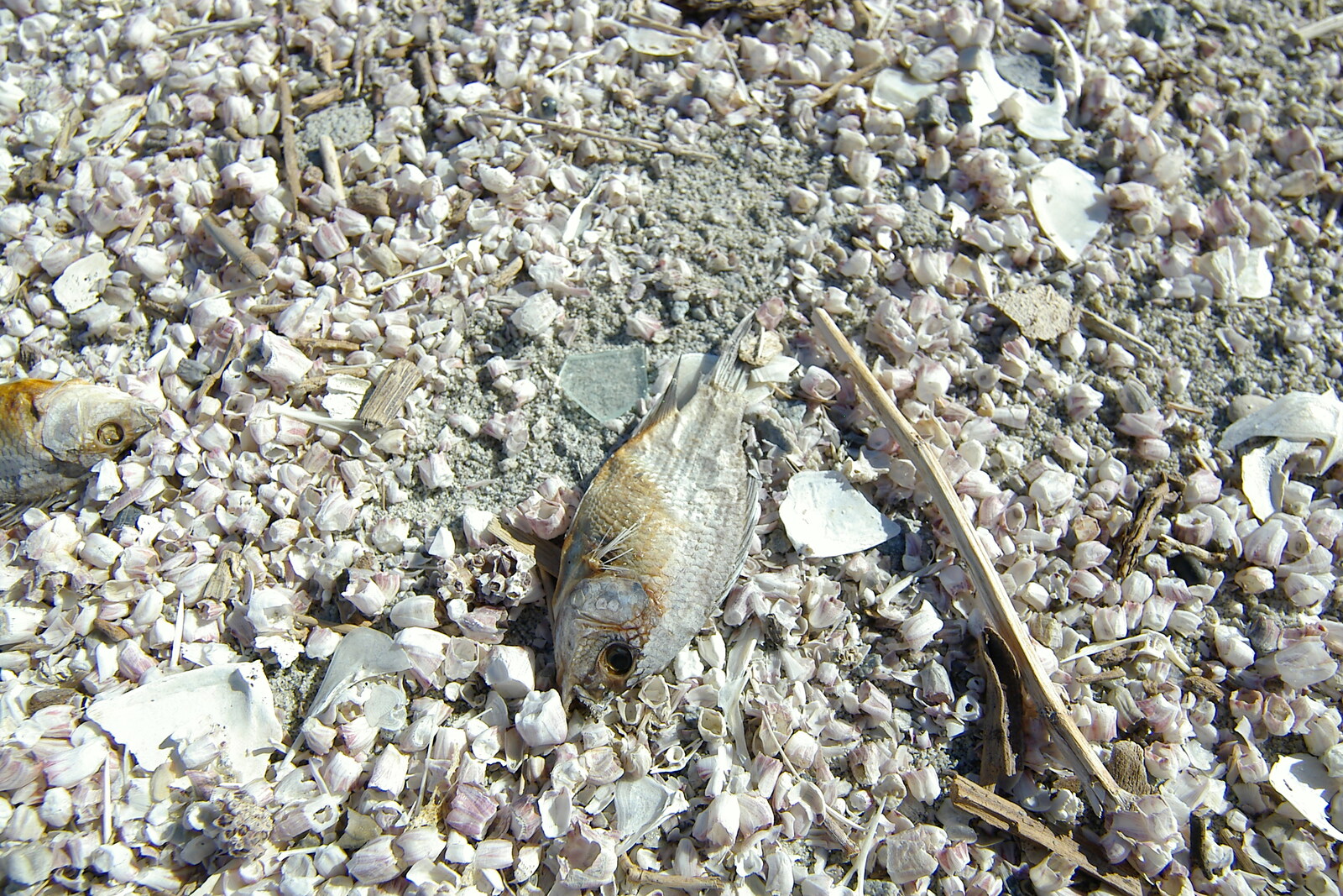 A dead Tilapia fish, which litter the shell beach from California Desert 2: The Salton Sea and Anza-Borrego to Julian, California, US - 24th September 2005