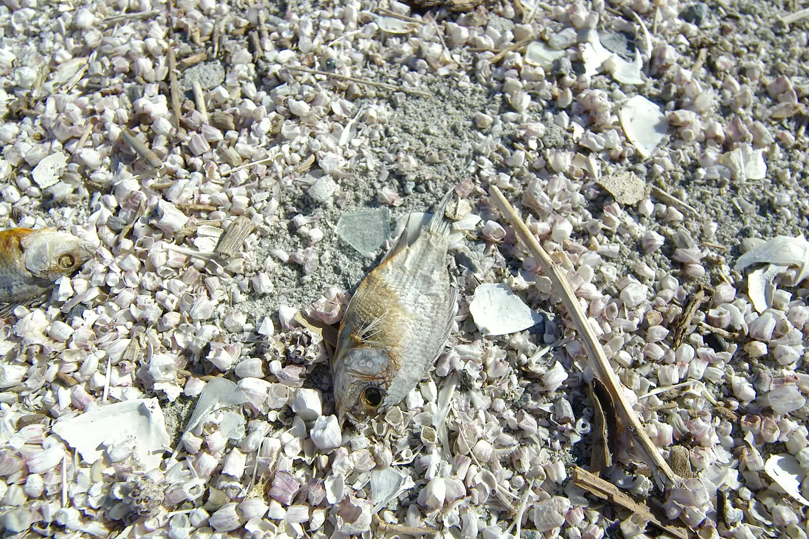 A dead Tilapia fish, which litter the shell beach, from California Desert 2: The Salton Sea and Anza-Borrego to Julian, California, US - 24th September 2005