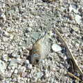 A dead Tilapia fish, which litter the shell beach, California Desert 2: The Salton Sea and Anza-Borrego to Julian, California, US - 24th September 2005