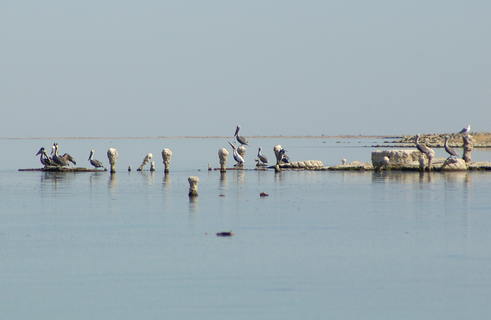 pelicans wait on stumps for passing fish from California Desert 2: The Salton Sea and Anza-Borrego to Julian, California, US - 24th September 2005