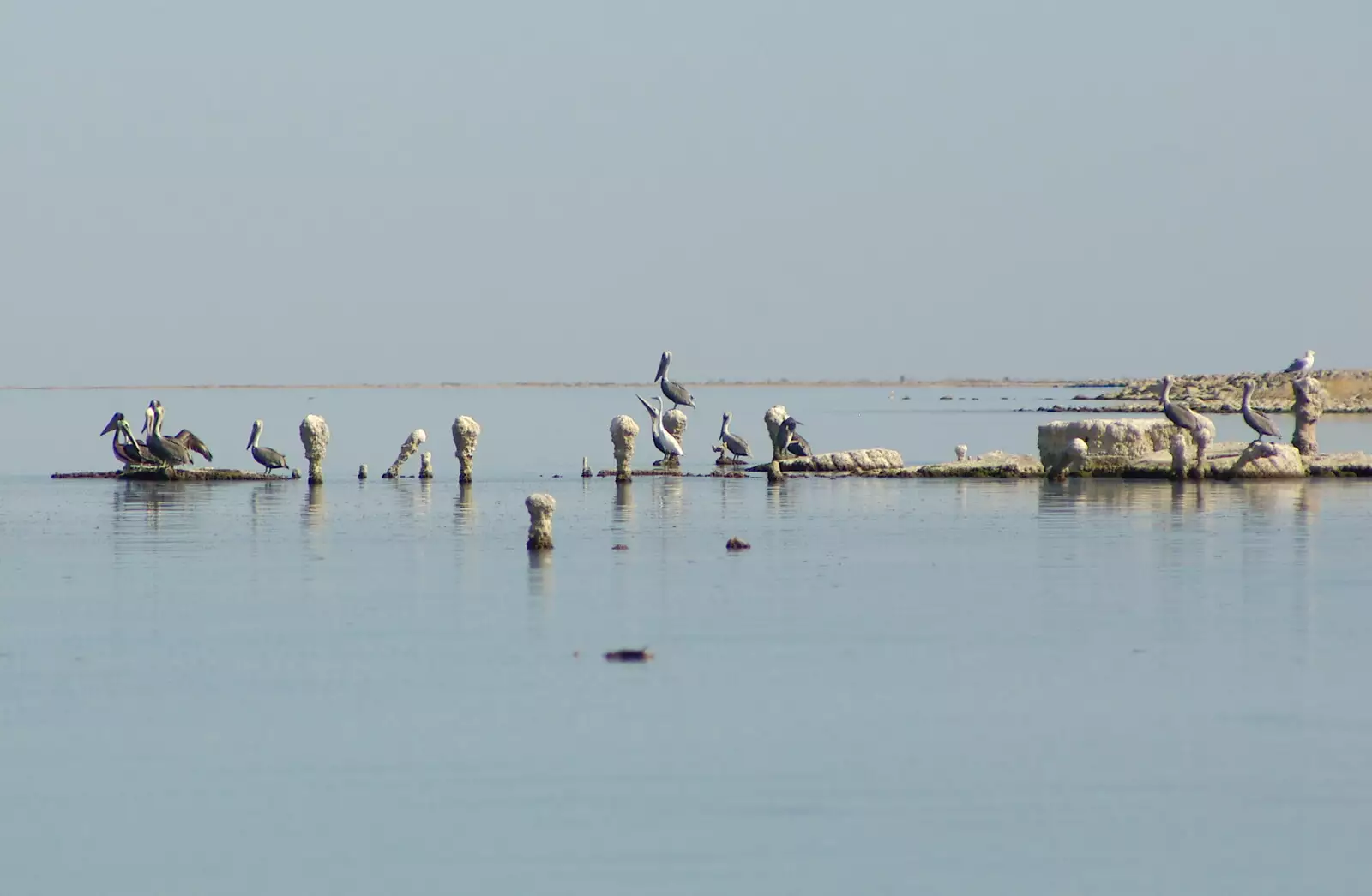 pelicans wait on stumps for passing fish, from California Desert 2: The Salton Sea and Anza-Borrego to Julian, California, US - 24th September 2005