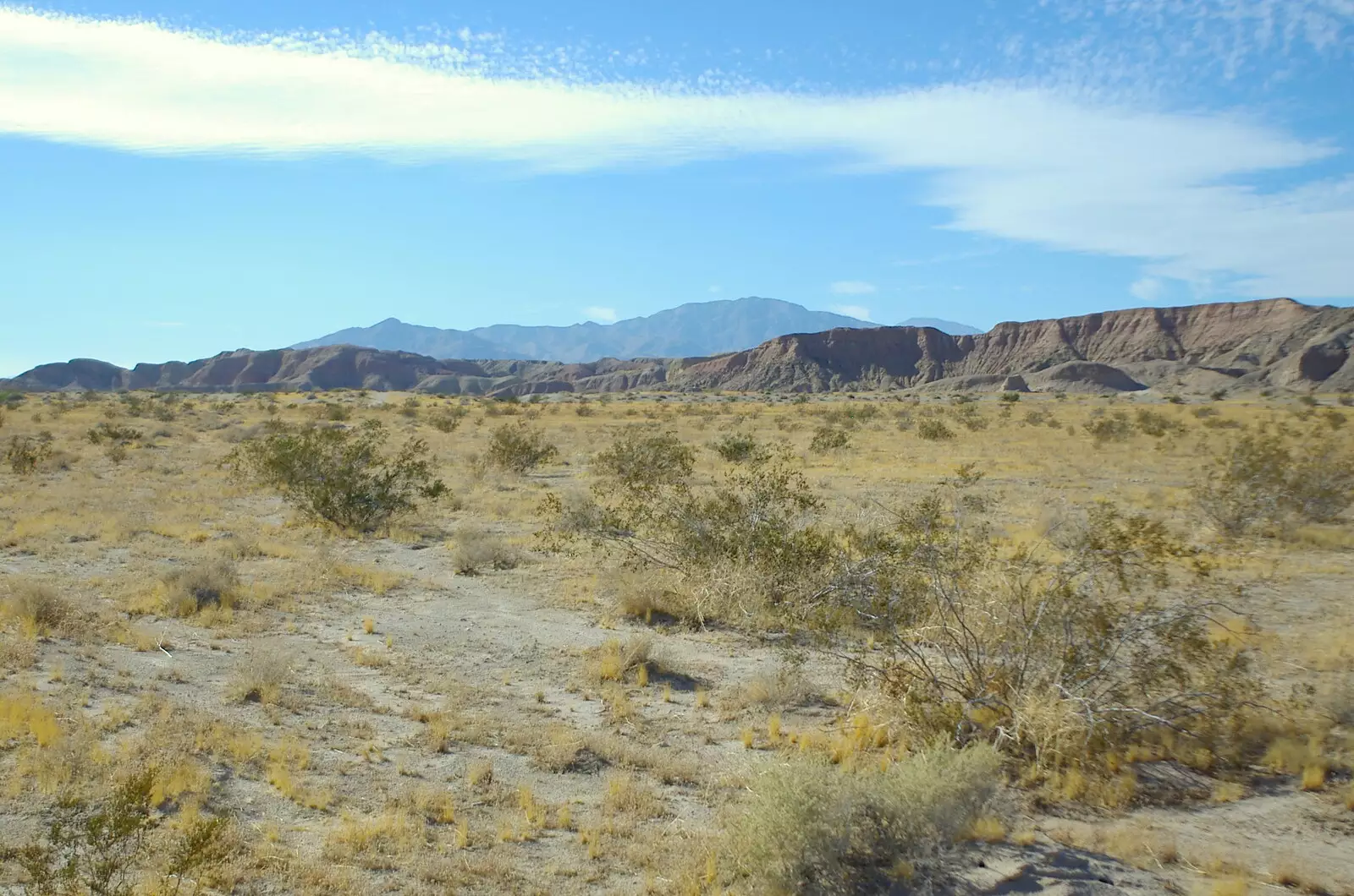 Some desert scrub, from California Desert 2: The Salton Sea and Anza-Borrego to Julian, California, US - 24th September 2005