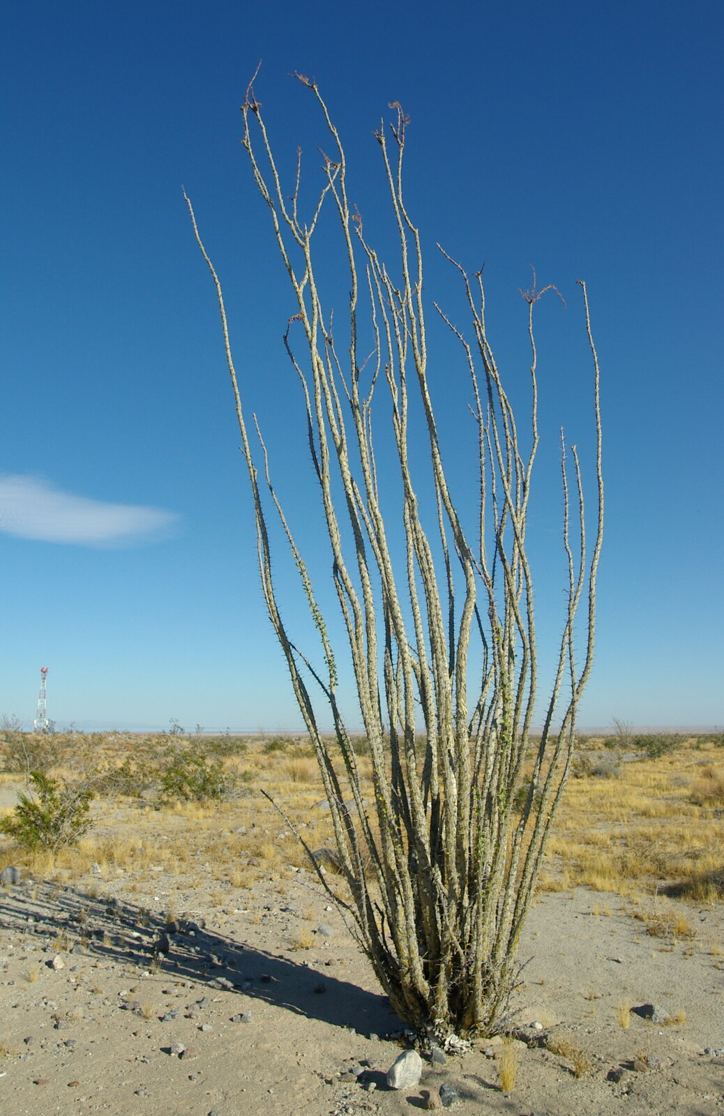 Desert foliage - an Ocotillo plant from California Desert 2: The Salton Sea and Anza-Borrego to Julian, California, US - 24th September 2005