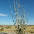 Desert foliage - an Ocotillo plant, California Desert 2: The Salton Sea and Anza-Borrego to Julian, California, US - 24th September 2005