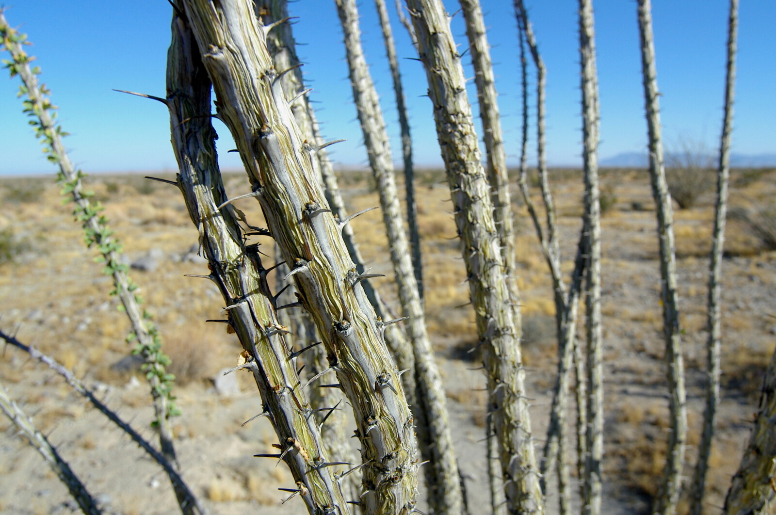 Close-up of prickly spines from California Desert 2: The Salton Sea and Anza-Borrego to Julian, California, US - 24th September 2005