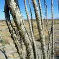 Close-up of prickly spines, California Desert 2: The Salton Sea and Anza-Borrego to Julian, California, US - 24th September 2005