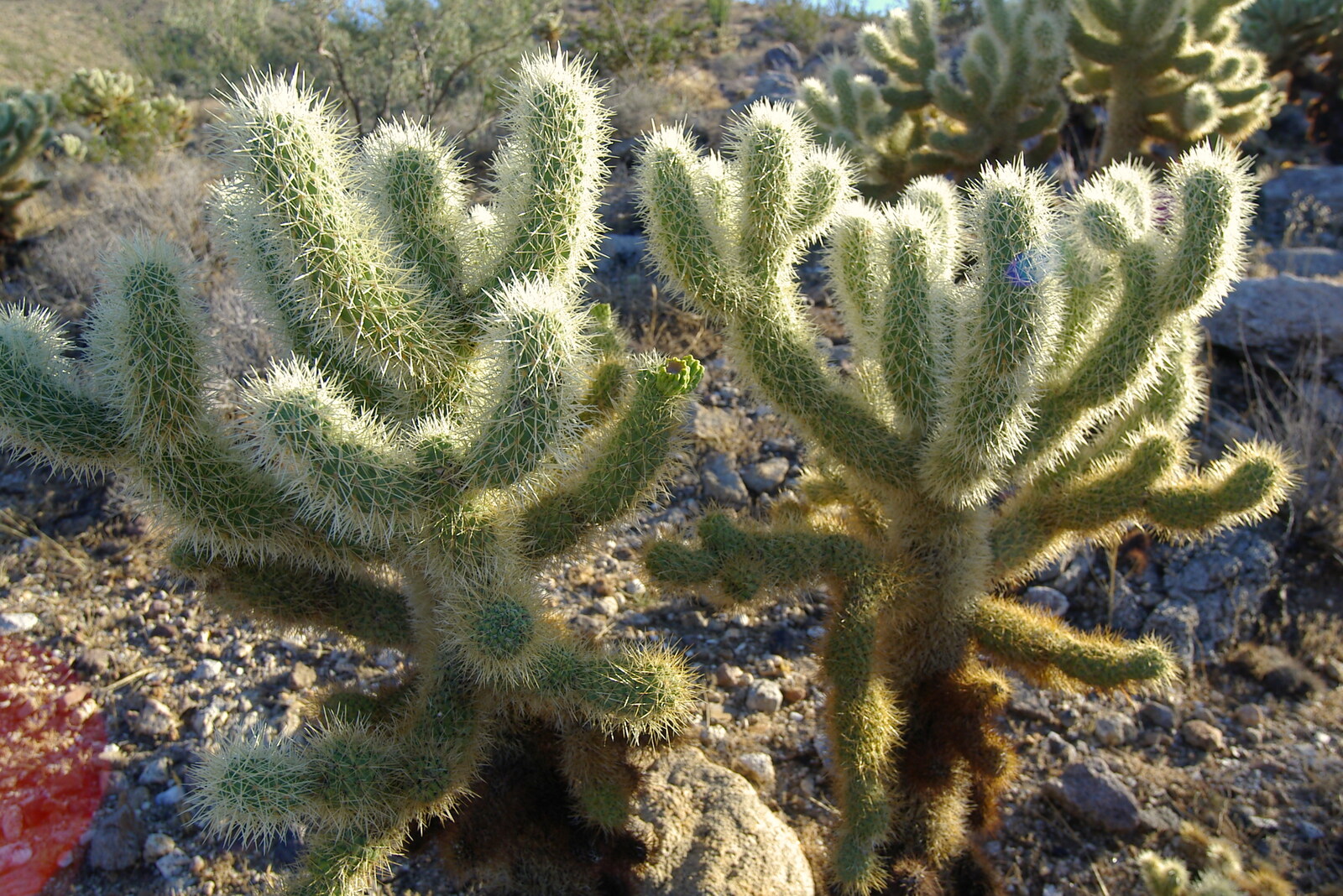 Cute fluffy-looking cacti near Julian, Route 78 from California Desert 2: The Salton Sea and Anza-Borrego to Julian, California, US - 24th September 2005