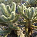 Cute fluffy-looking cacti near Julian, Route 78, California Desert 2: The Salton Sea and Anza-Borrego to Julian, California, US - 24th September 2005