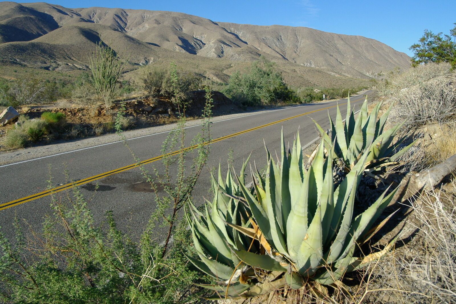Aloe plants and mountains, Route 78 from California Desert 2: The Salton Sea and Anza-Borrego to Julian, California, US - 24th September 2005