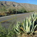 Aloe plants and mountains, Route 78, California Desert 2: The Salton Sea and Anza-Borrego to Julian, California, US - 24th September 2005