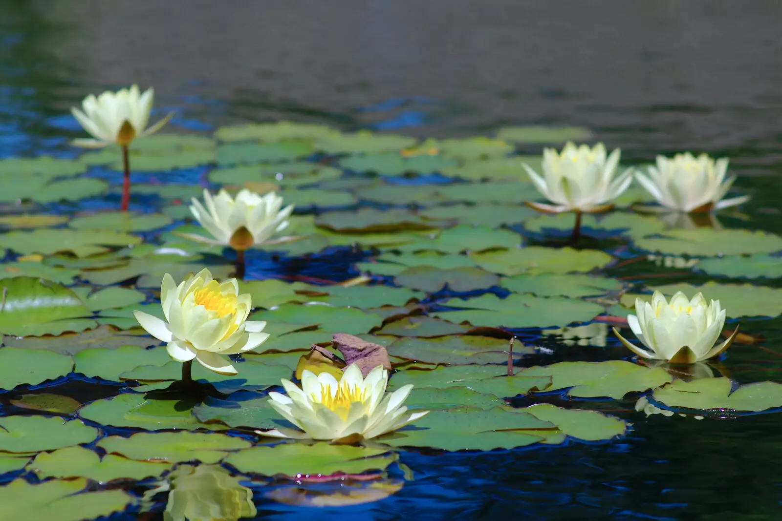 Lilies on the pond, from Scenes and People of Balboa Park, San Diego, California - 25th September 2005