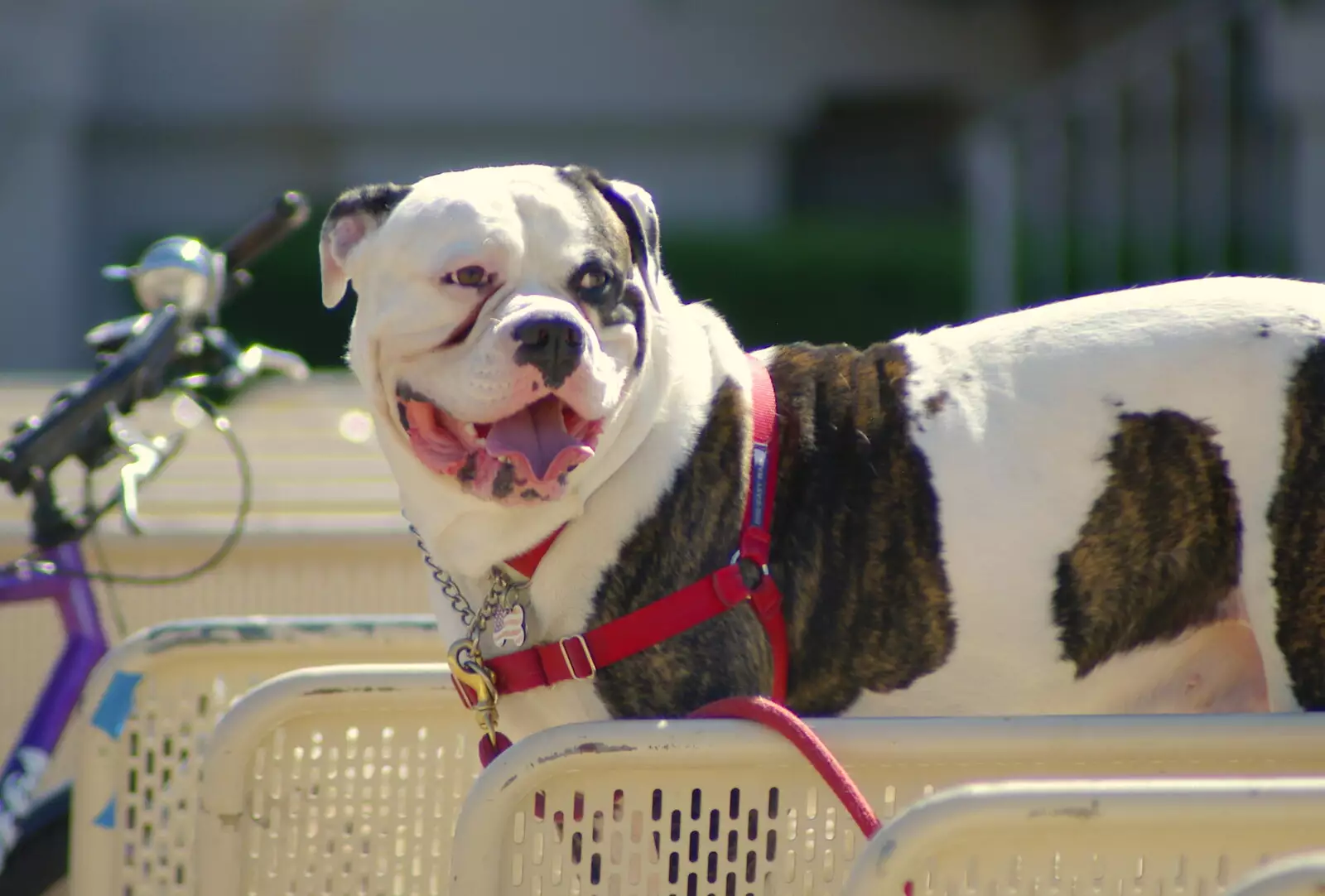 Small dog; strangely large mouth, from Scenes and People of Balboa Park, San Diego, California - 25th September 2005