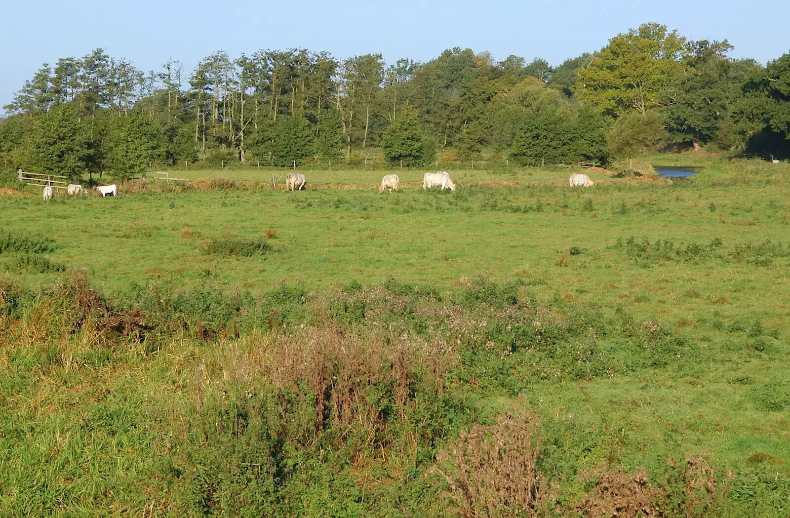 Cows in the water meadow at Oakley, from Jo and Steph's Party, Burston, Norfolk - 30th September 2005