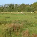 Cows in the water meadow at Oakley, Jo and Steph's Party, Burston, Norfolk - 30th September 2005