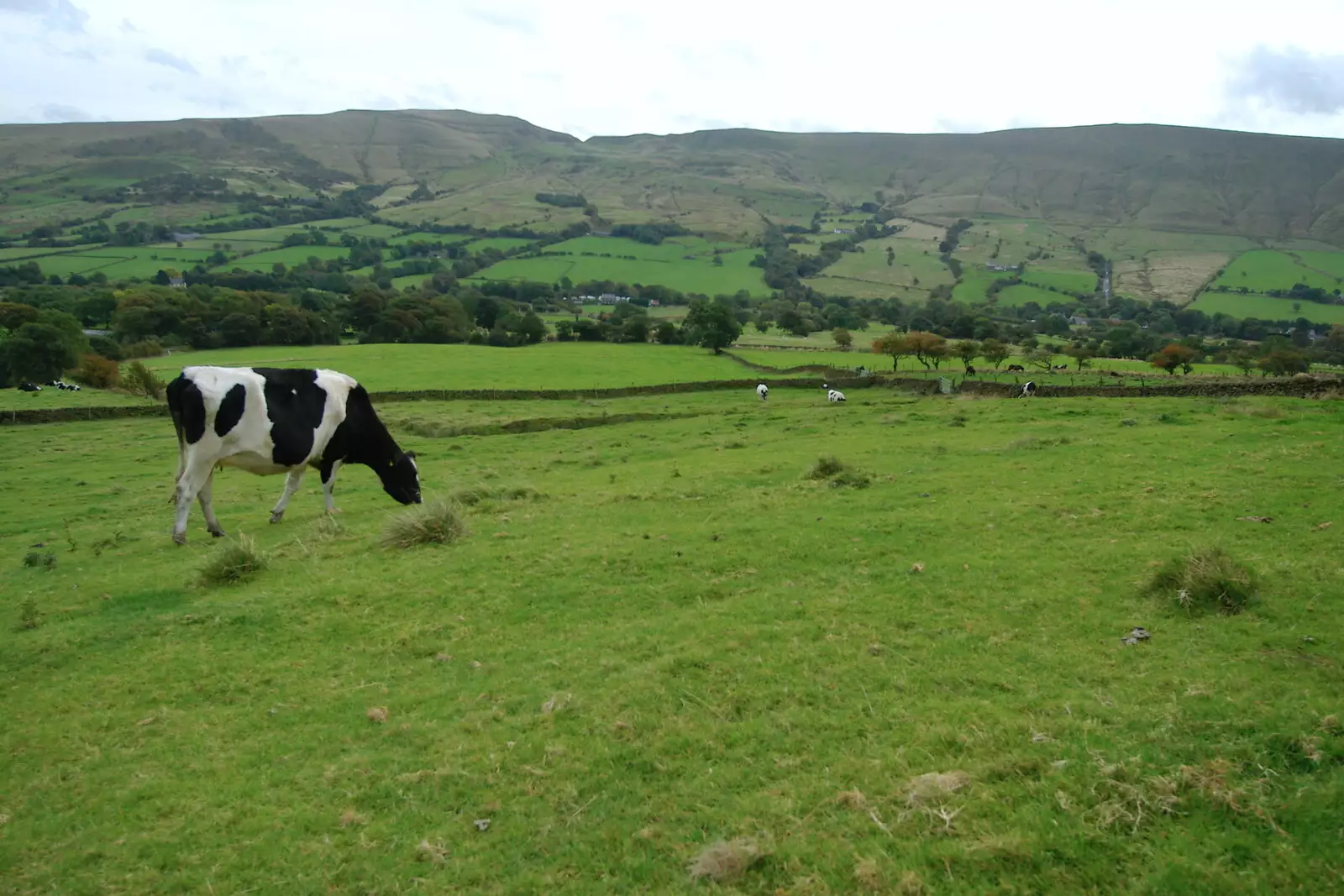 A Fresian munches on grass near Edale, from The Pennine Way: Lost on Kinder Scout, Derbyshire - 9th October 2005