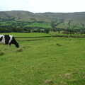 A Fresian munches on grass near Edale, The Pennine Way: Lost on Kinder Scout, Derbyshire - 9th October 2005