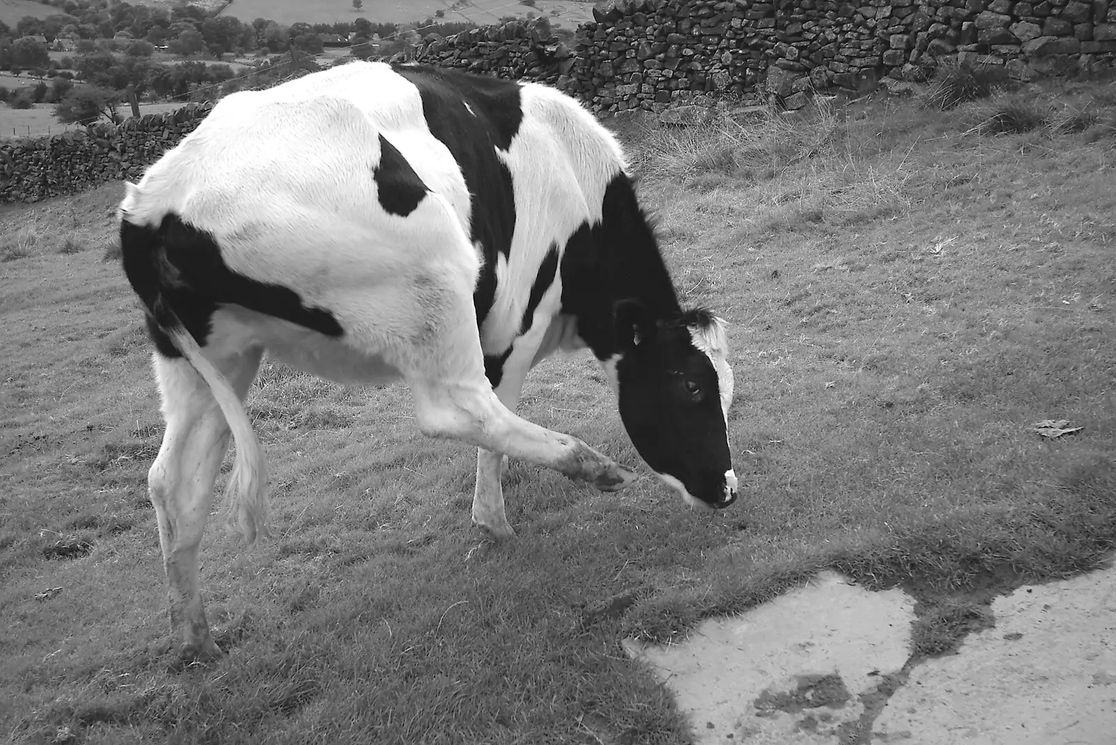 Just up from Edale, the cow has a sratch, from The Pennine Way: Lost on Kinder Scout, Derbyshire - 9th October 2005