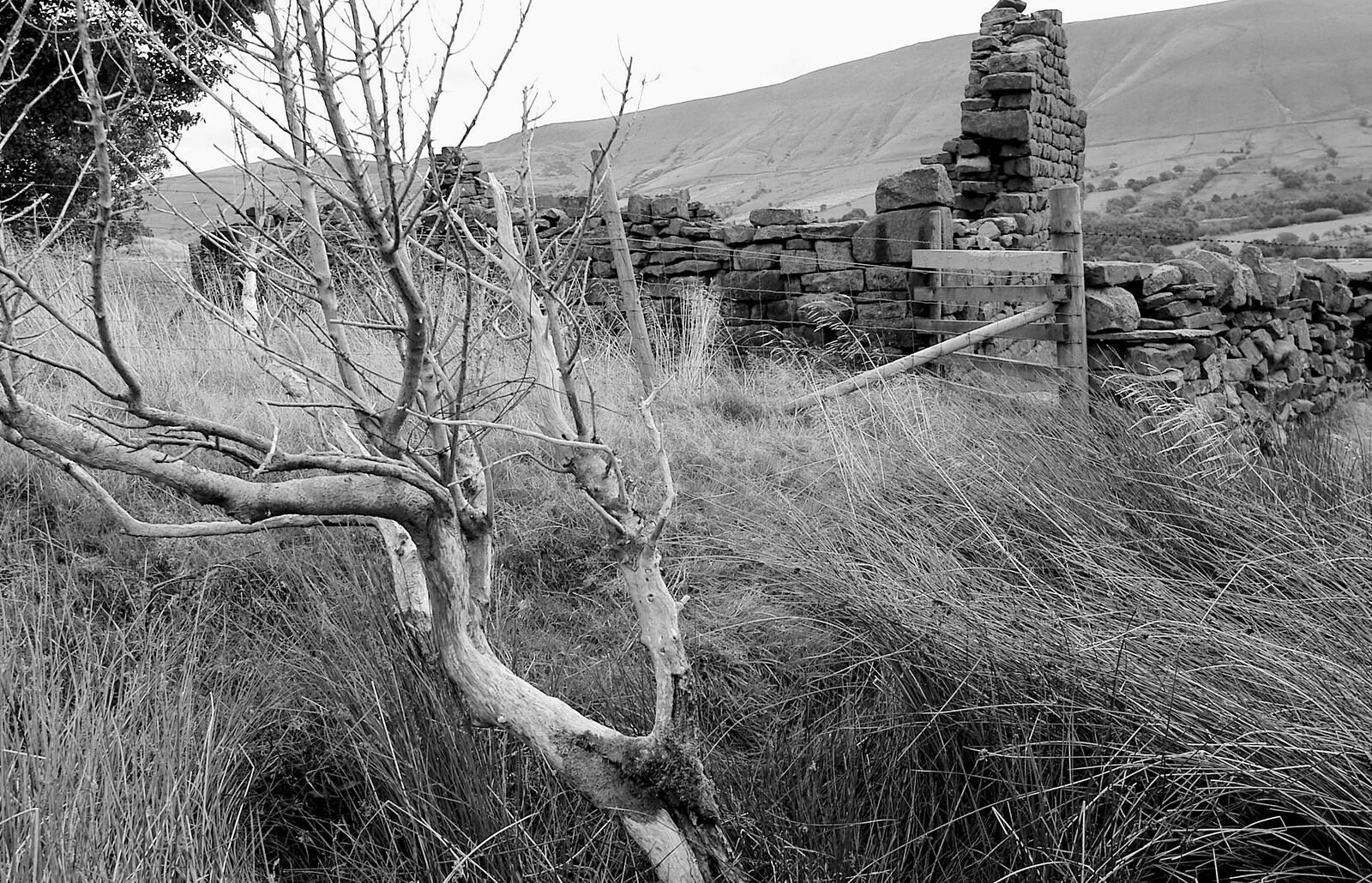 The Pennine Way: Lost on Kinder Scout, Derbyshire - 9th October 2005: A dead tree