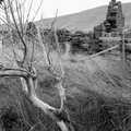 A dead tree, The Pennine Way: Lost on Kinder Scout, Derbyshire - 9th October 2005