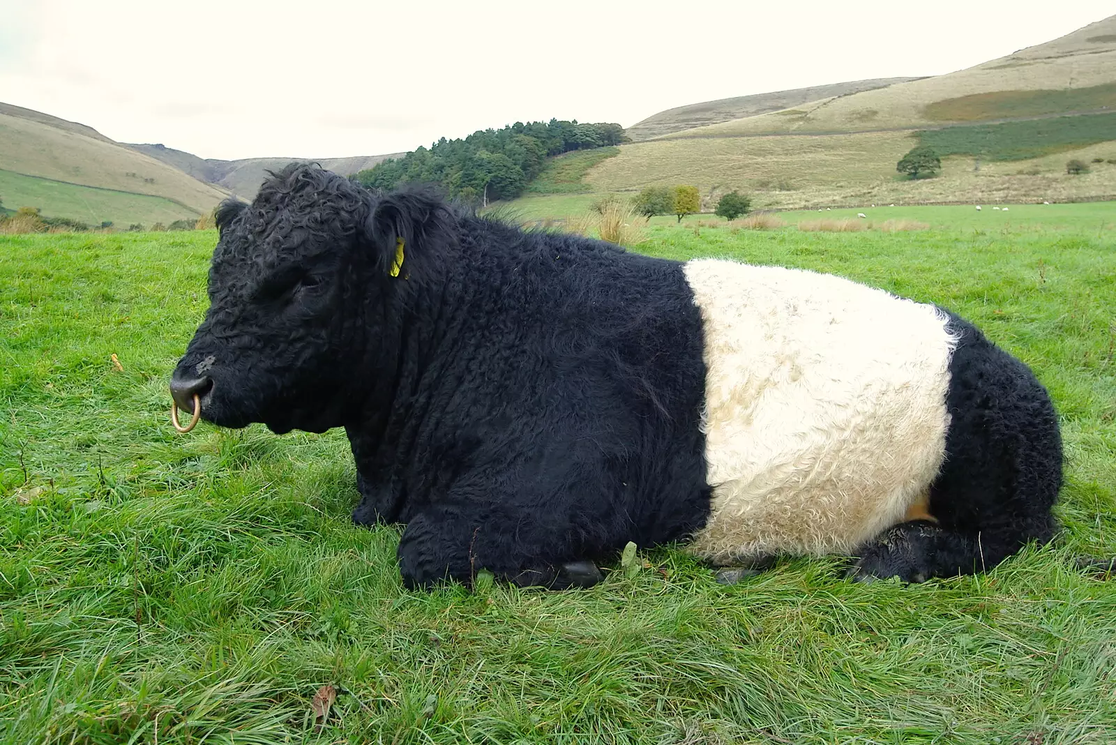 A bull lies down. Luckily, it didn't rain, from The Pennine Way: Lost on Kinder Scout, Derbyshire - 9th October 2005