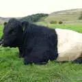 A bull lies down. Luckily, it didn't rain, The Pennine Way: Lost on Kinder Scout, Derbyshire - 9th October 2005