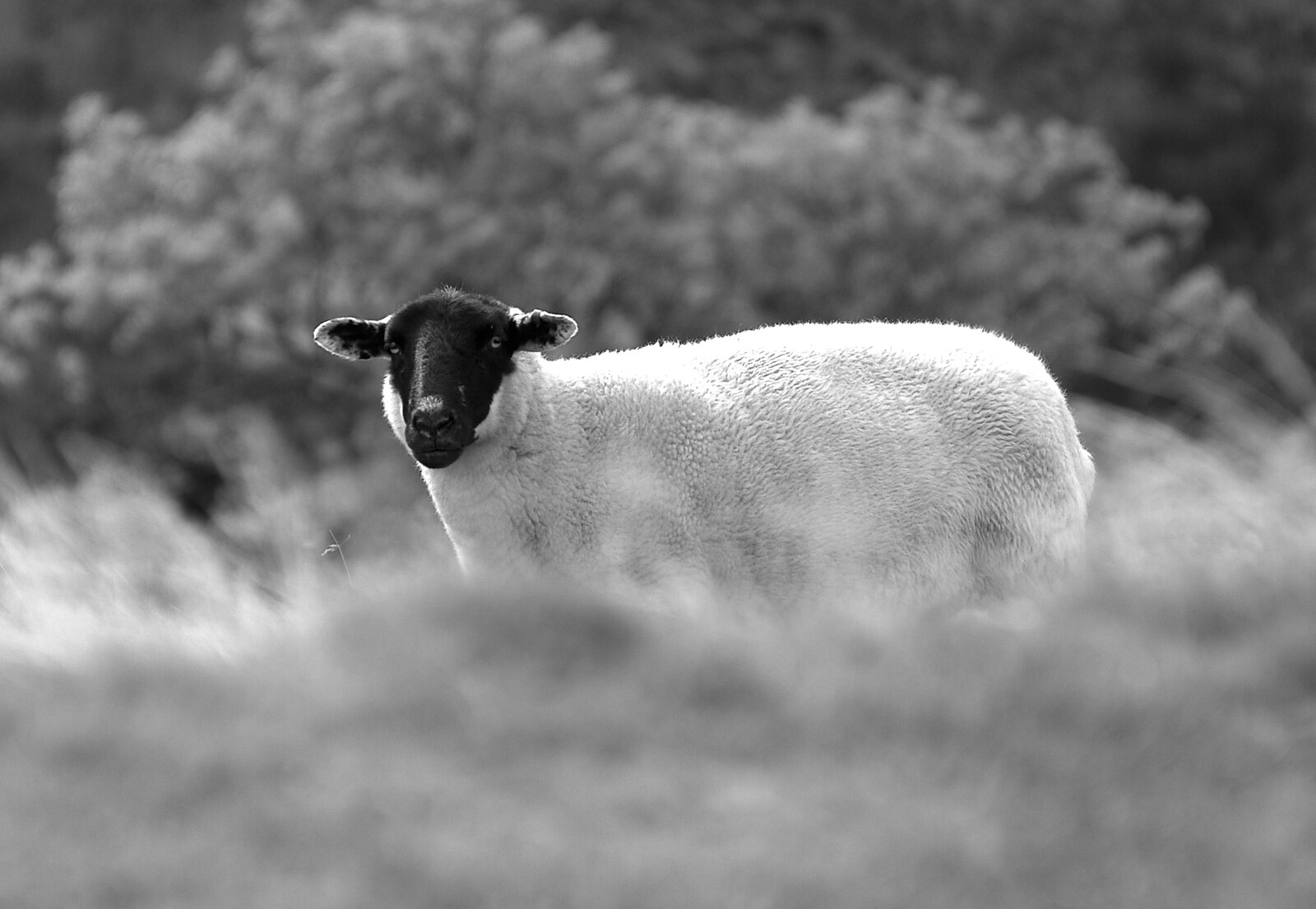 The Pennine Way: Lost on Kinder Scout, Derbyshire - 9th October 2005: A sheep stares at Nosher